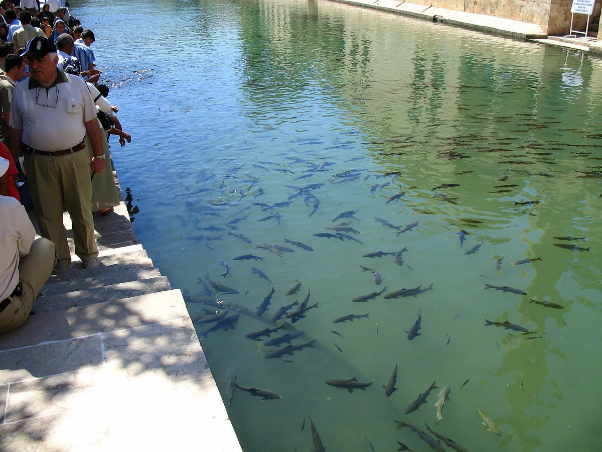 Sacred carp in the stone-edged pool of Balıklıgöl in Şanlıurfa, a stop on most Gobekli Tepe tours from Şanlıurfa